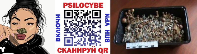 Псилоцибиновые грибы мицелий  цена   Владивосток 